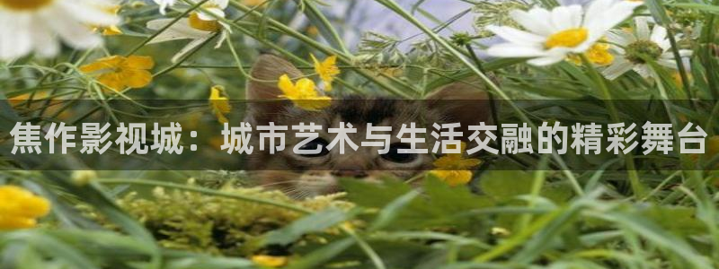 木瓜影院電影電視劇免費：焦作影視城：城市藝術與生活交融的精彩舞臺